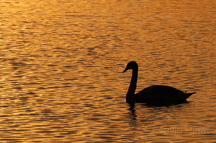 Mute swan at sunset - F.jpg - Mute swan at sunset - Welney
